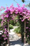 Cayman activities, botanic gardens floral arch