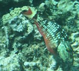 Scuba diving Cayman Islands, colorful parrot fish