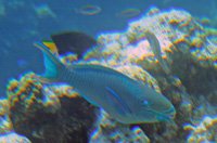 Grand Cayman snorkeling, damsel fish and parrot fish
