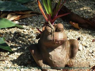 Pedro Ste James, Grand Cayman, lizard in the garden