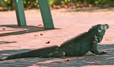 Botanic Gardens, Grand Cayman, blue iguana in the shade