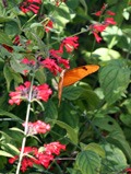 Botanic Gardens, Grand Cayman, flower and butterfly