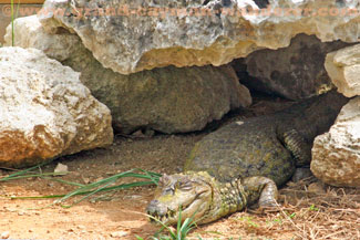 Grand Cayman Turtle Farm, Caiman