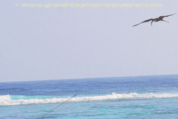 Magnificent Frigate bird, Grand Cayman 