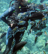 Diver feeding fish, Grand Cayman