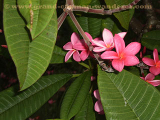 tropical islands flowers, cayman islands flowers, QEII Botanic Park, Grand Cayman