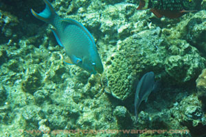underwater pictures, Parrot fish, underwater photos, grand cayman