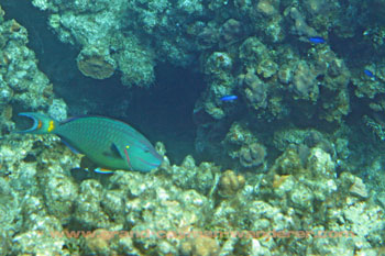 Underwater Pictures, Grand Cayman parrot fish