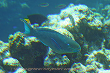 Underwater pictures, Grand Cayman parrot fish and coral