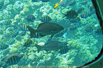 Underwater Pictures, Grand Cayman fish seen from semi-submerisible