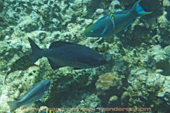 Underwater Pictures, Grand Cayman fish seen from submarine