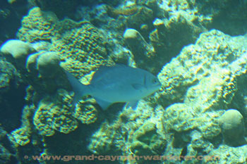 Underwater pictures, Grand Cayman corals and fish