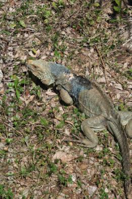 Grand Cayman Nature Trails blue iguana baby