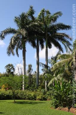 Cayman Islands Timeshares, palm trees
