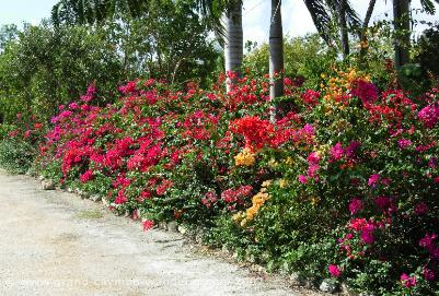 Cayman flowers, shrubs along the roadside