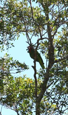 Grand Cayman nature trails, Cayman Green Parrot