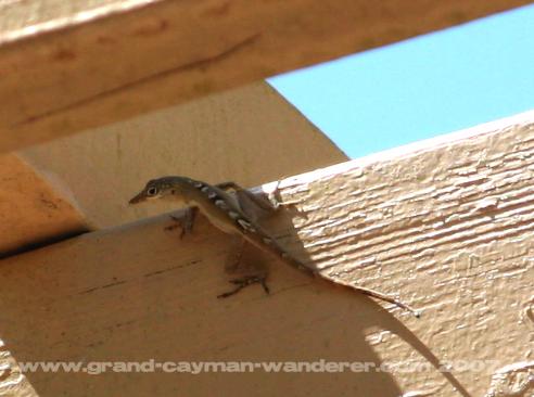 Grand Cayman wildlife, lizard at QE II Park