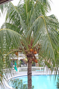 Morritts Resort, Grand Cayman -- Park Pool