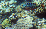 Cayman Submarine, colorful parrotfish