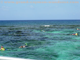 Stingray City Cayman Islands, snorkelers