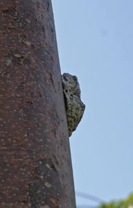 Grand Cayman must see, tree frog at the Pirates Caves