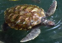 Grand Cayman Turtle Farm, green sea turtle